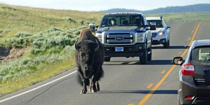 Bison in Hayden Valley in Yellowstone National Park